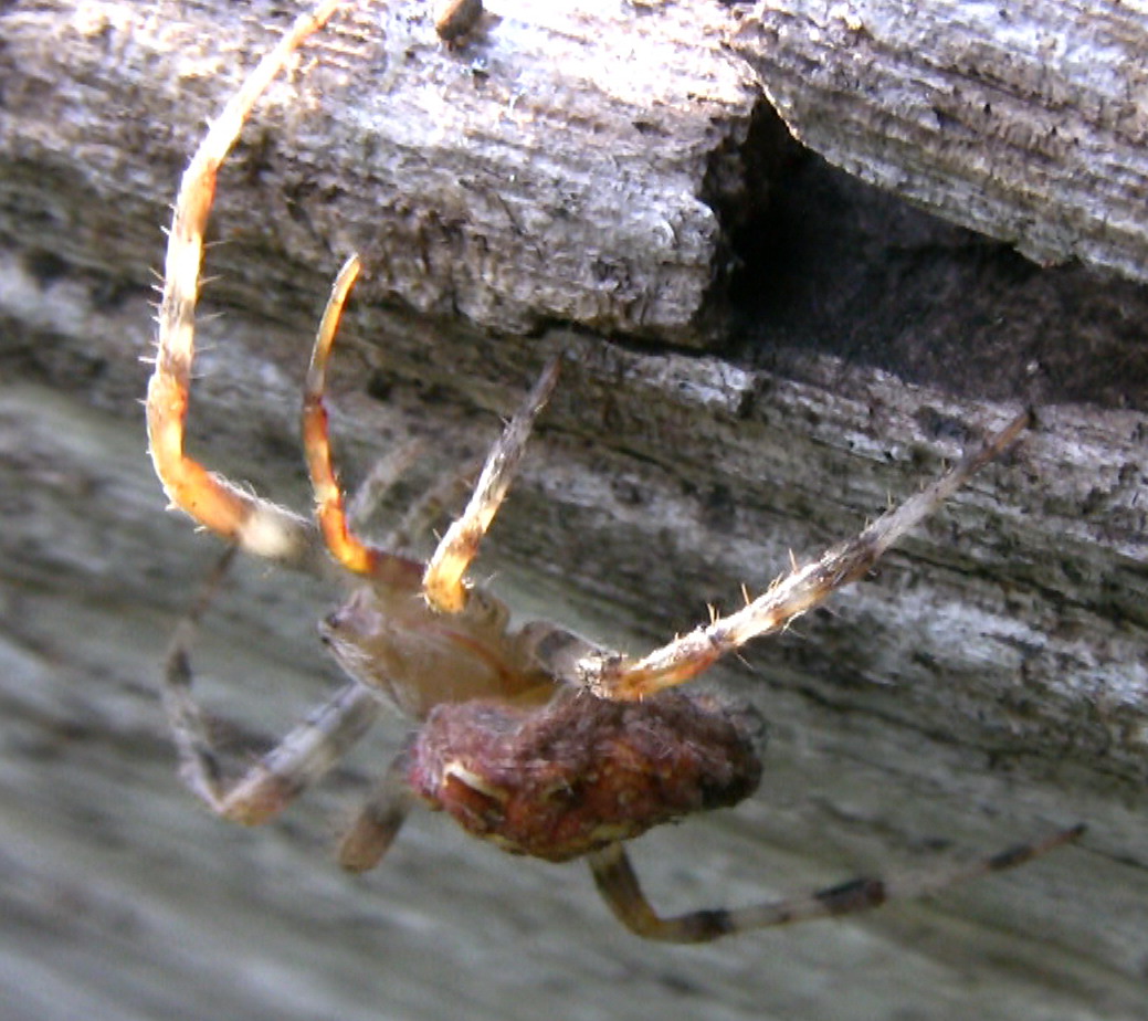 Femmina di Araneus diadematus  - Monte S. Angelo (FG)